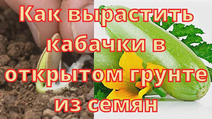 Как вырастить кабачки в открытом грунте из  семян