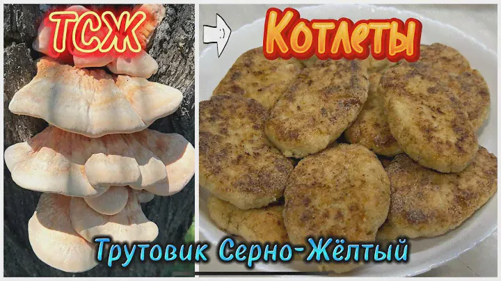 Грибные Котлеты из ТСЖ (Трутовик Серно-Жёлтый) быстрый рецепт! Laetiporus Sulphureus cooking! 2024
