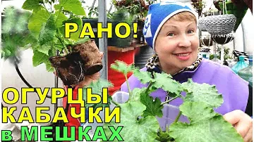 Огурцы в мешках, кабачки в ящиках.  Всегда ранний урожай