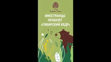 Реакция итальянцев на сосновую шишку в шоколаде. Сибирский кедр. Часть 1
