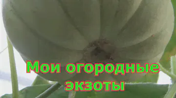 Экзотические растения в моем огороде: инжир, пепино, огурдыня, арахис. Подмосковье.