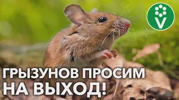 МЫШИ ПОРТЯТ УРОЖАЙ?! Сделайте ТАК, и грызунов не будет!