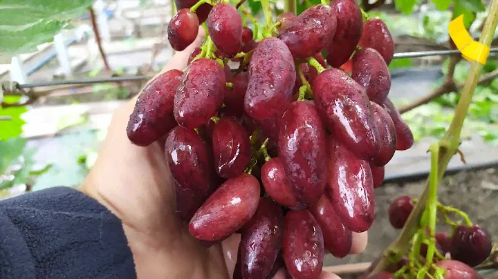 Виноградное Ассорти!!! часть 7
