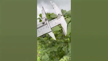 Фундук Трапезунд какой сорт выбрать?
