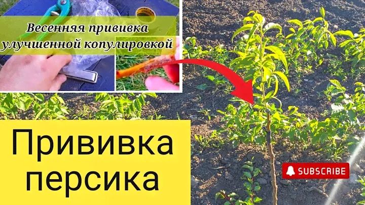 Персик привитый на дикий абрикос. Мои сеянцы орехов.
