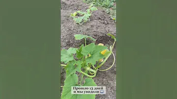 Впервые посадили это на своих грядках