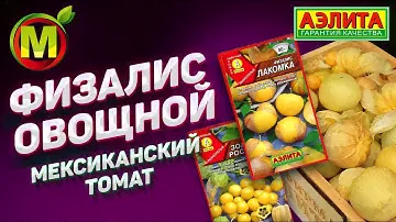 🍅 ФИЗАЛИС ОВОЩНОЙ - Мексиканский Томат 2021.