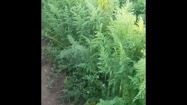 морковь Алёнка 2021