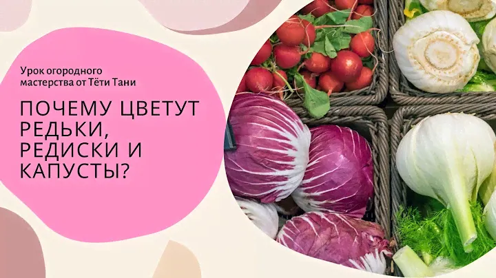 Почему цветут редьки, редиски , капусты...