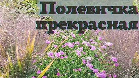 Полевичка Прекрасная - супер декоративная и неприхотливая находка для сада