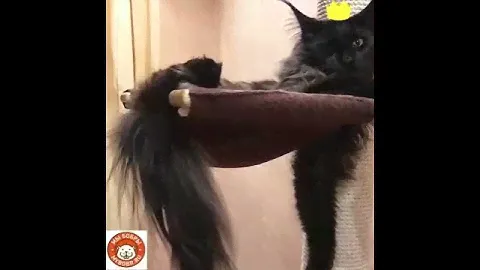 Котикиправятмиром