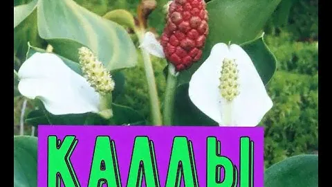 Каллы в горшке и в открытом грунте. Результаты всходов цветов из семян после неправильного хранения.