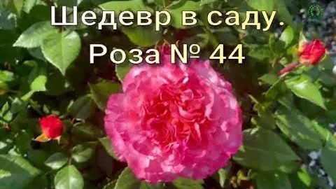 Шедевр в саду. Роза № 44. Питомник растений Е. Иващенко
