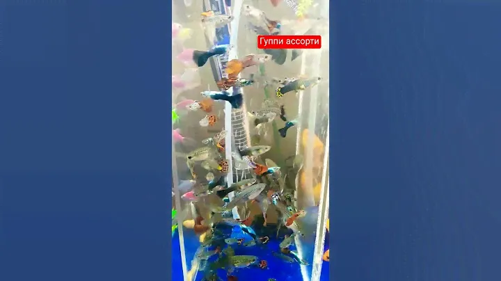 #гуппи ассорти #аквариум #aquarium