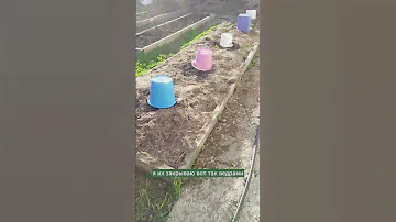 Чтобы не замёрзли кабачки. #мульчирование #природноеземледелие #огород