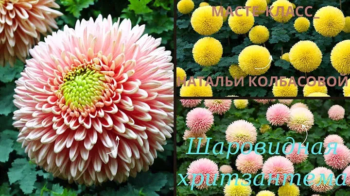МК☆ Кремовая техника для ШАРОВИДНЫХ ХРИЗАНТЕМ от Натальи Колбасовой☆GLOBULAR CHRYSANTHEM