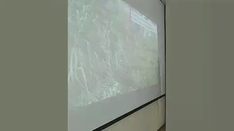 Ассортимент злаковых трав. Жукова Екатерина