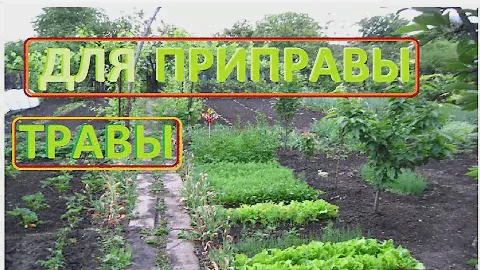 Как растут пряные  и другие травы для специй