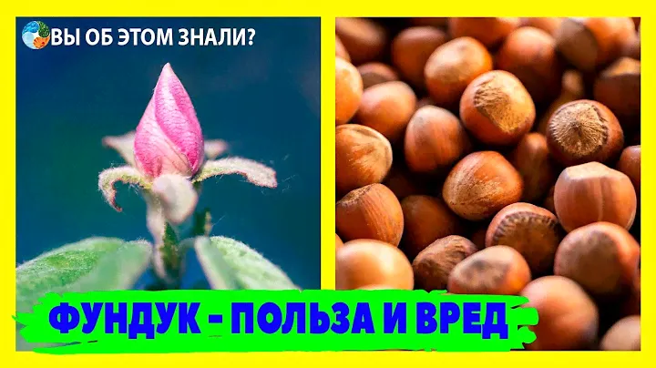 Фундук - польза и кому нельзя