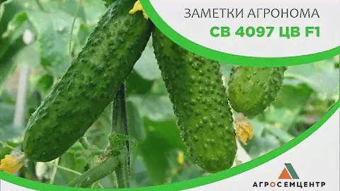Эффективная формировка огурца СВ 4097 ЦВ