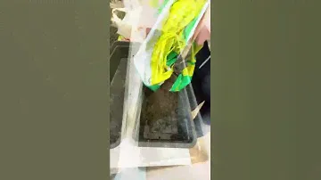 Балконные помидорки Черри 🍅 и огурцы 🥒