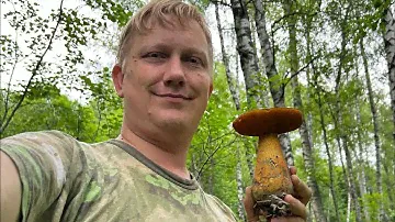 ГЛАЗА НА ЛОБ ЗЫЛЕЗЛИ ! БЕЛЫЕ ГРИБЫ ПОШЛИ и ЛИСИЧКИ ТОЖЕ ! Я в ШОКЕ ! 5 июня грибы 2024  !