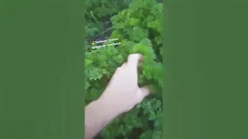 Свежая зелень Петрушка полезные витамины круглый год