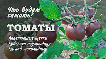 Новые сорта томатов в нашем магазине: Томаты Аппетитные щечки, Кубышка изумрудная, Каскад шоколадный