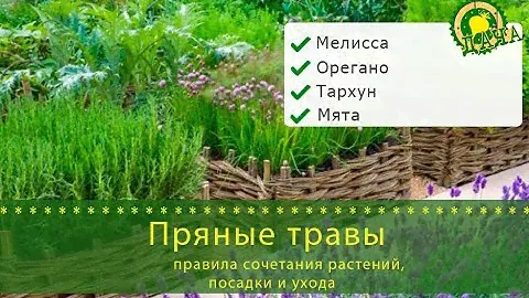 Пряные травы: правила сочетания растений