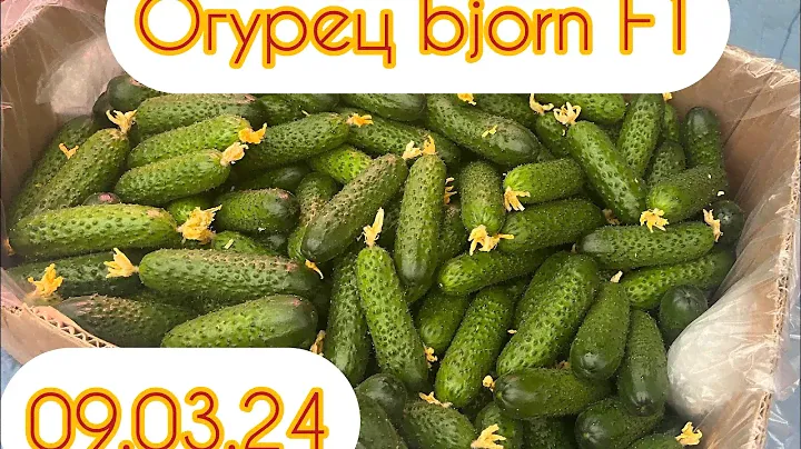 Сборы огурца 09.03.24. Сколько мы собрали огурца 09.03.24. Гидропоника. Bjorn F1.