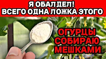 ОГУРЦЫ СОБИРАЮ МЕШКАМИ! ВСЕГО ОДНА ЛОЖКА А ТАКОЙ РЕЗУЛЬТАТ!